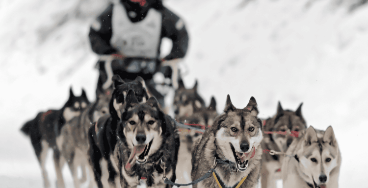 Dog Sledding