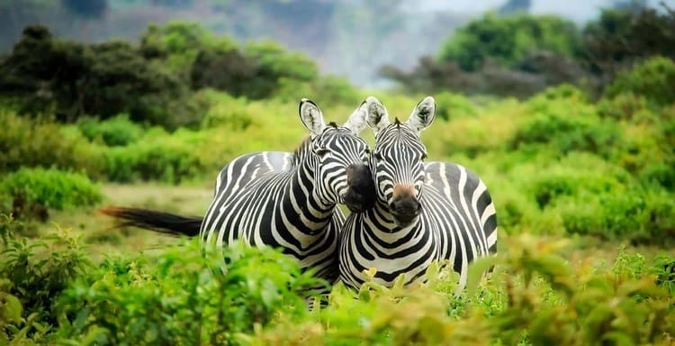 Zebras in lush green savannah with vibrant foliage and distant mountains, showcasing wildlife conservation and nature exploration.