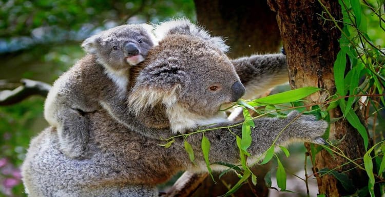 Koala with joey climbing a eucalyptus tree, wildlife conservation, Australian animal photograph.