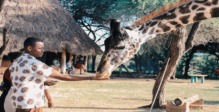 Giraffe feeding at a wildlife safari park in Africa, showcasing animal interaction and outdoor adventure.