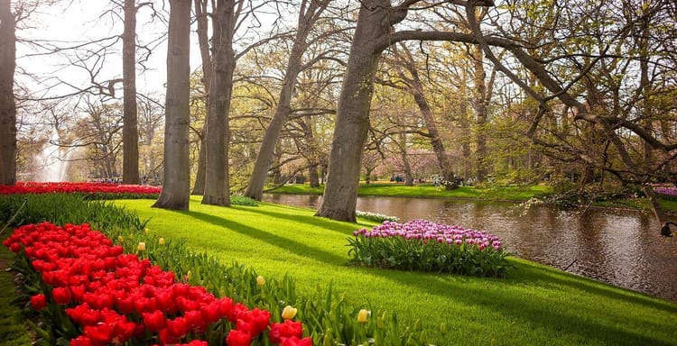 Colorful tulip garden by a pond in spring, scenic peaceful outdoor park, nature landscape, QuestForDirections.