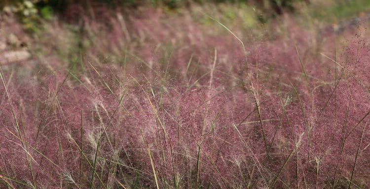 Pink muhly grass in a natural outdoor setting, showcasing vibrant pink and green hues.