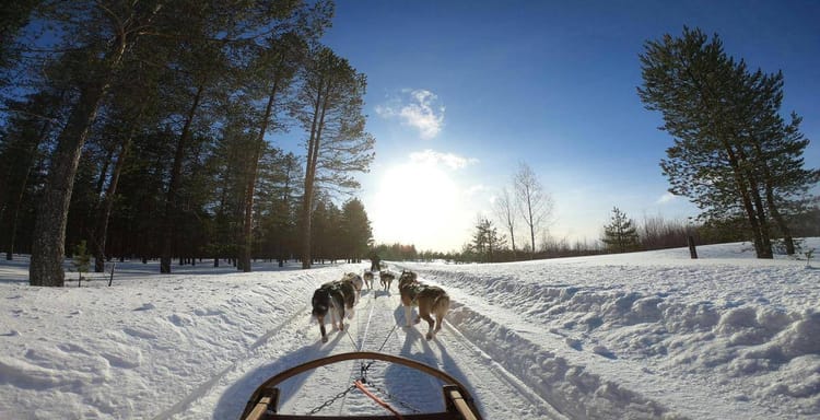 Sled dogs pulling through snowy forest trail under bright winter sun, outdoor adventure, and guided winter travel.