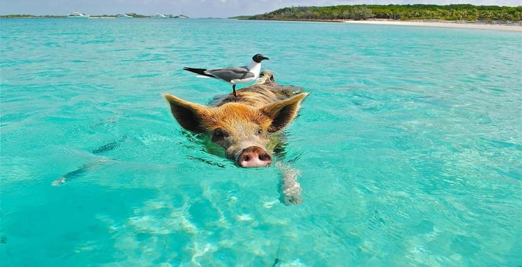 Beach wildlife scene with pig and bird in clear turquoise water.