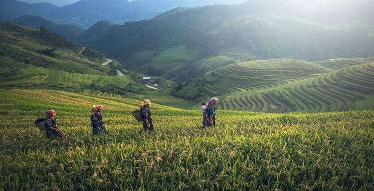 Vibrant terraced rice fields with hikers exploring lush green mountainside scenery.