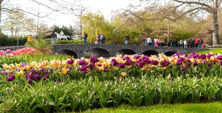 Vibrant tulip garden in spring at Quest for Directions park, with visitors enjoying scenic views and outdoor walks.