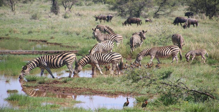 Zebras drinking water at a watering hole in the savannah wildlife habitat.