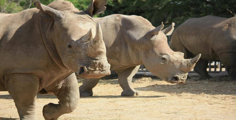 Baby rhinoceroses walking outdoors in the zoo.