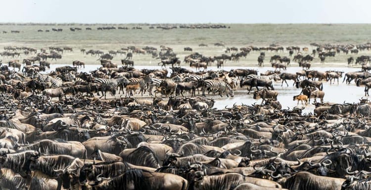 Herd of wildebeest and zebras crossing a river in Africa, wildlife safari scene.