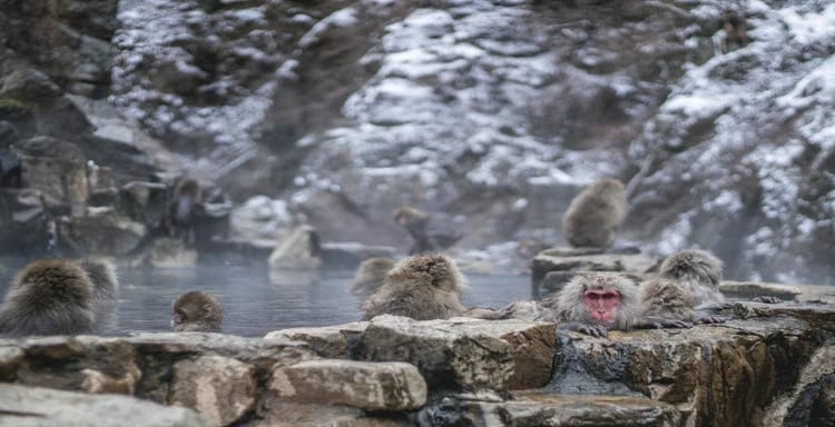 Cute Japanese macaques relaxing in hot springs, winter wildlife photography, Japan travel destination.