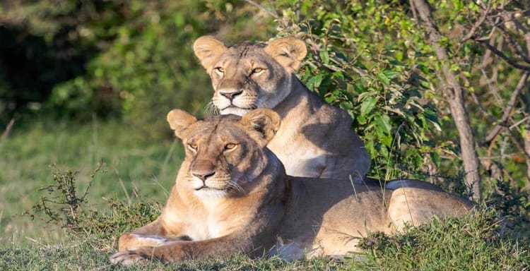 Lions resting in the wild, showcasing wildlife safari adventure and exploration.