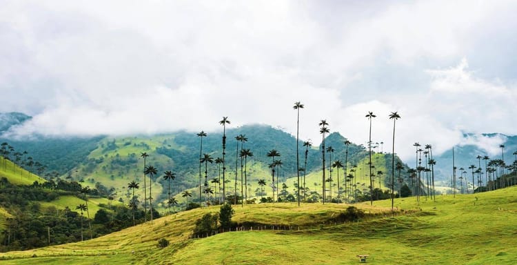 Vast tropical landscape with towering palm trees and lush green hills in a scenic mountain setting.