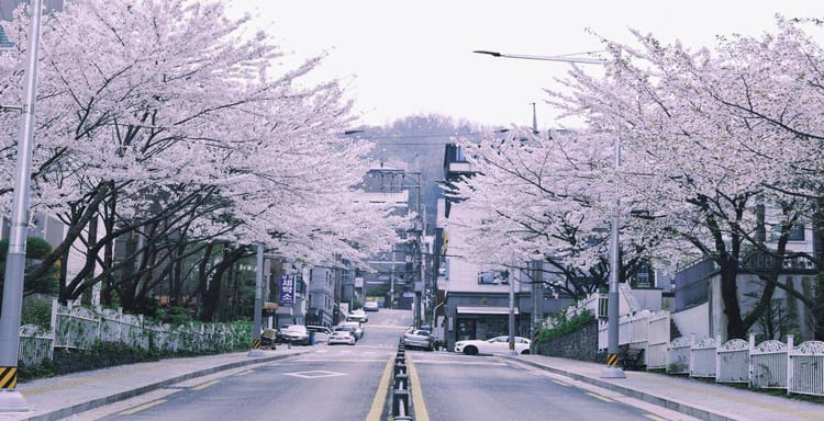Blooming cherry blossom trees lining a quiet street in spring, scenic South Korea neighborhood.