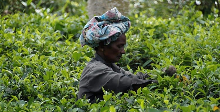 Tea plantation worker harvesting leaves in lush green fields.
