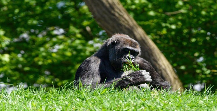 Baby gorilla enjoying a grassy meal in lush jungle environment.