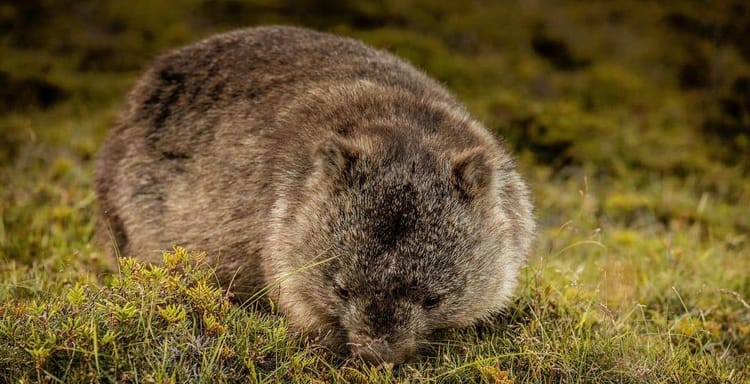 Arctic groundhog on mossy ground, wildlife and nature conservation.