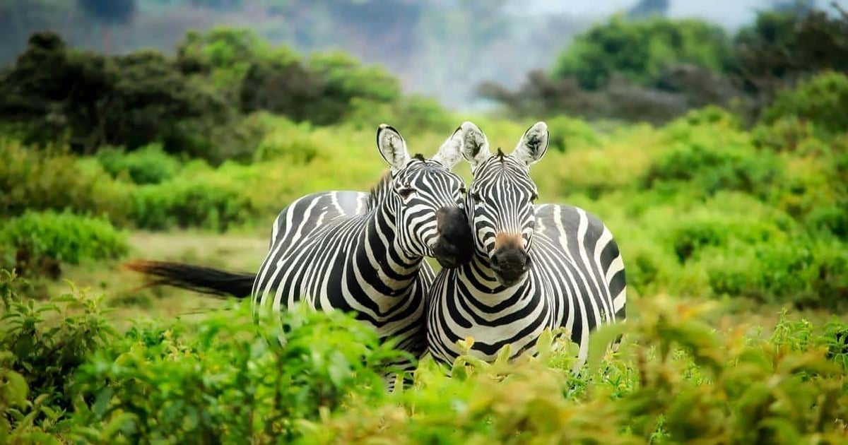 Zebras in lush green savannah with vibrant foliage and distant mountains, showcasing wildlife conservation and nature exploration.