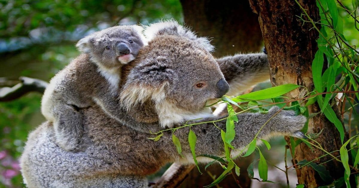 Koala with joey climbing a eucalyptus tree, wildlife conservation, Australian animal photograph.