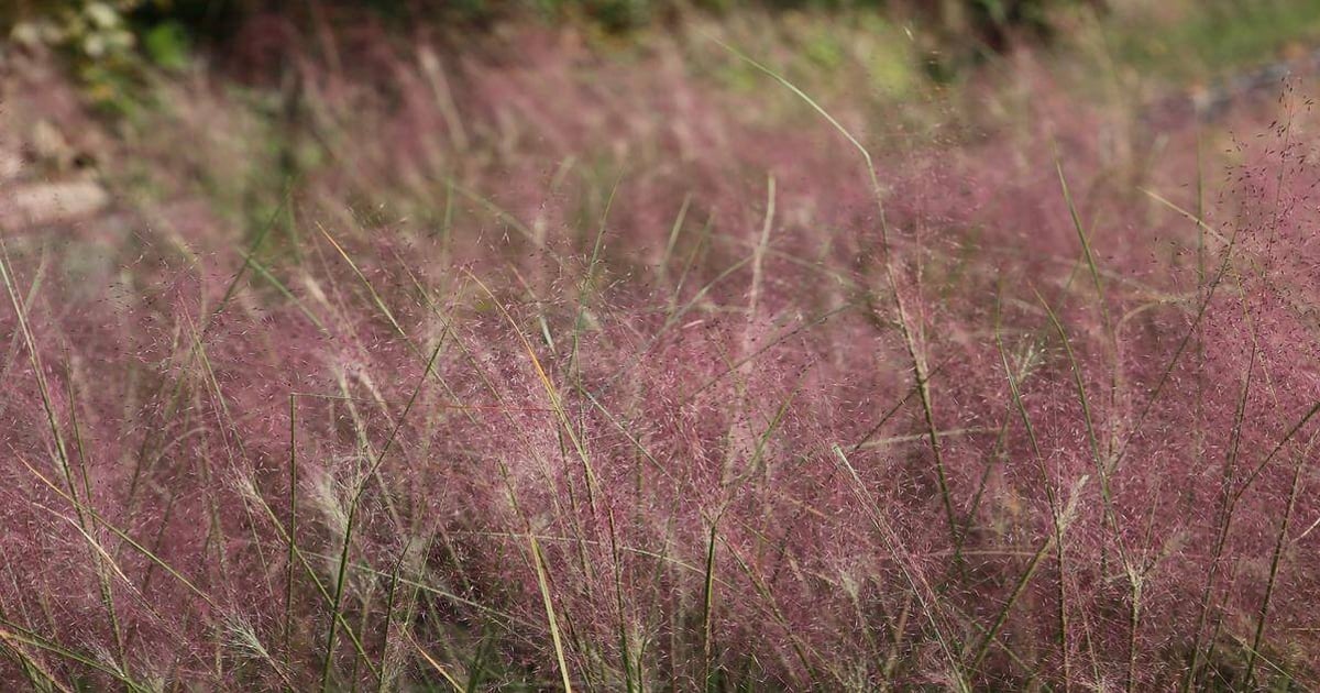 Pink muhly grass in a natural outdoor setting, showcasing vibrant pink and green hues.