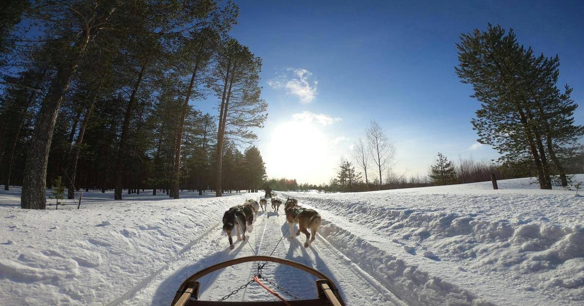 Sled dogs pulling through snowy forest trail under bright winter sun, outdoor adventure, and guided winter travel.