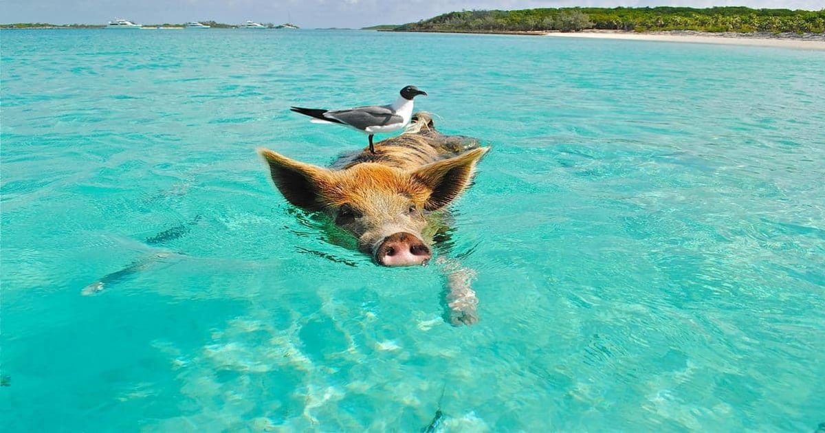 Beach wildlife scene with pig and bird in clear turquoise water.