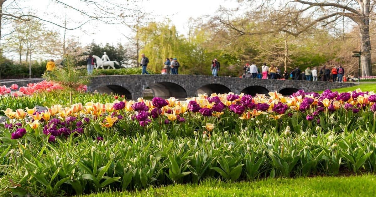 Vibrant tulip garden in spring at Quest for Directions park, with visitors enjoying scenic views and outdoor walks.