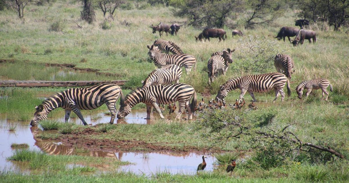 Zebras drinking water at a watering hole in the savannah wildlife habitat.