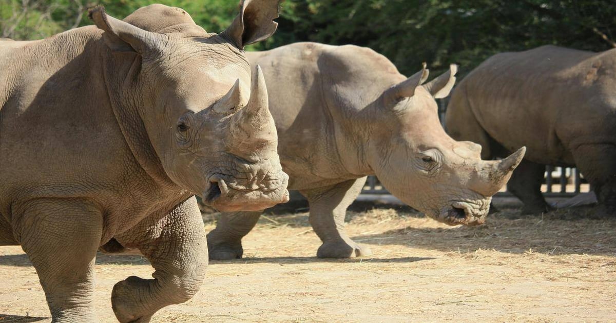 Baby rhinoceroses walking outdoors in the zoo.