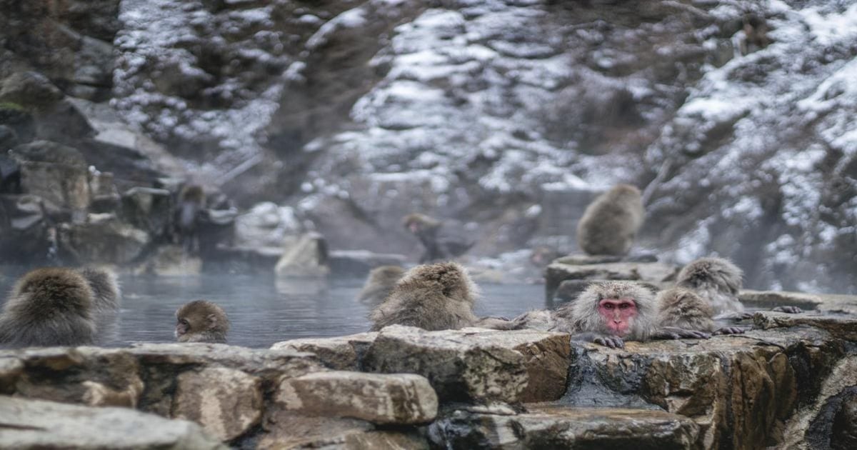 Cute Japanese macaques relaxing in hot springs, winter wildlife photography, Japan travel destination.