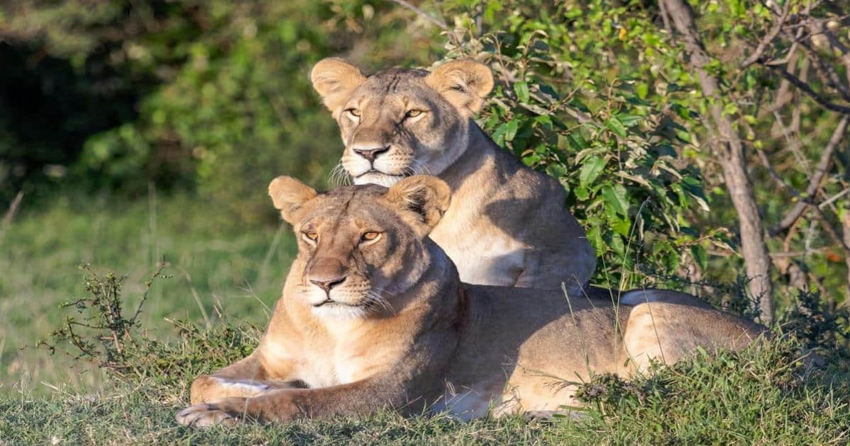 Lions resting in the wild, showcasing wildlife safari adventure and exploration.