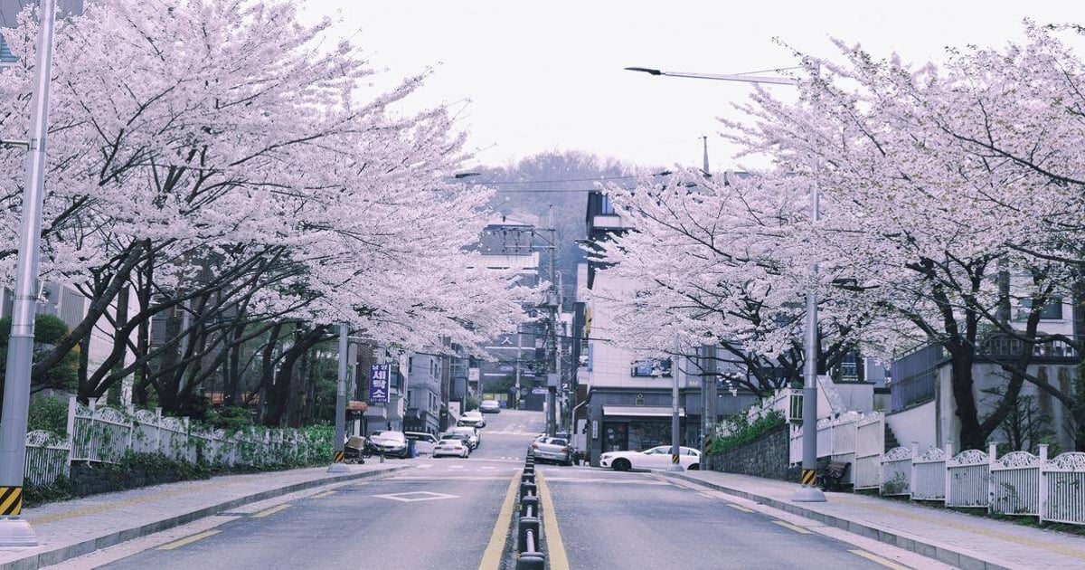 Blooming cherry blossom trees lining a quiet street in spring, scenic South Korea neighborhood.