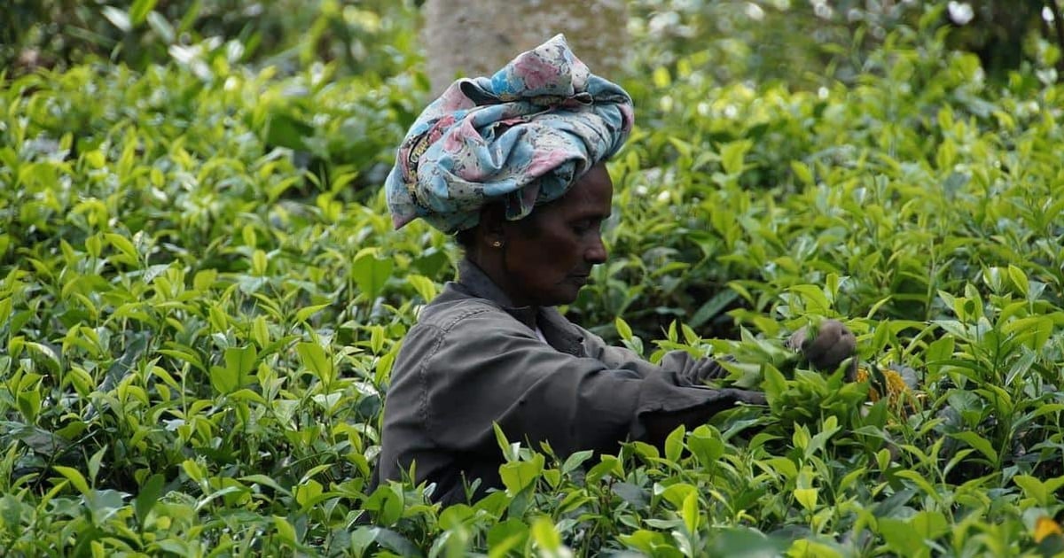 Tea plantation worker harvesting leaves in lush green fields.