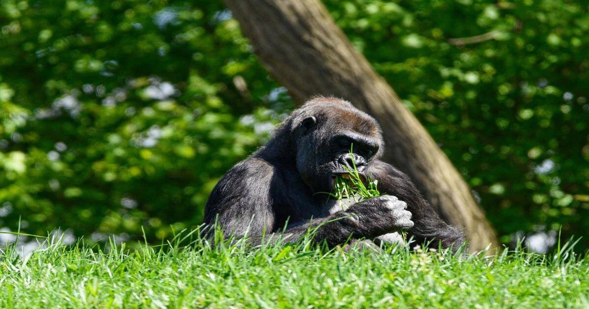 Baby gorilla enjoying a grassy meal in lush jungle environment.