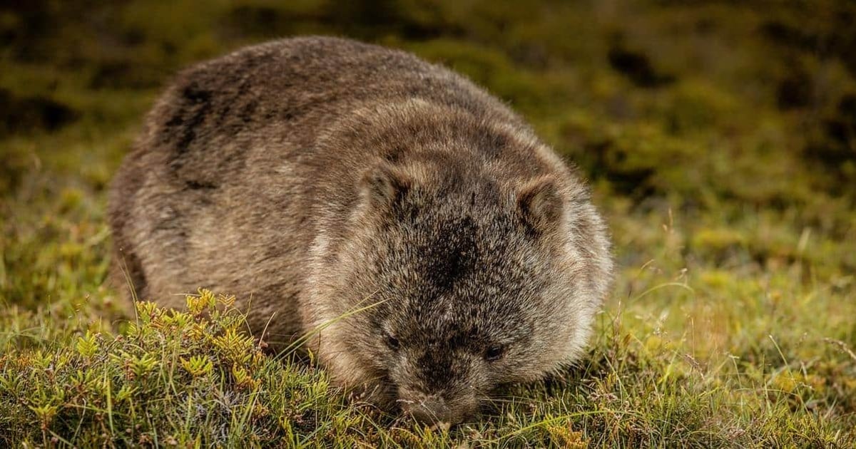 Arctic groundhog on mossy ground, wildlife and nature conservation.